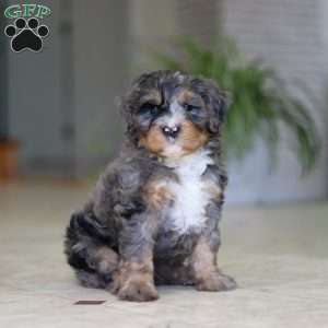 Trump, Mini Bernedoodle Puppy